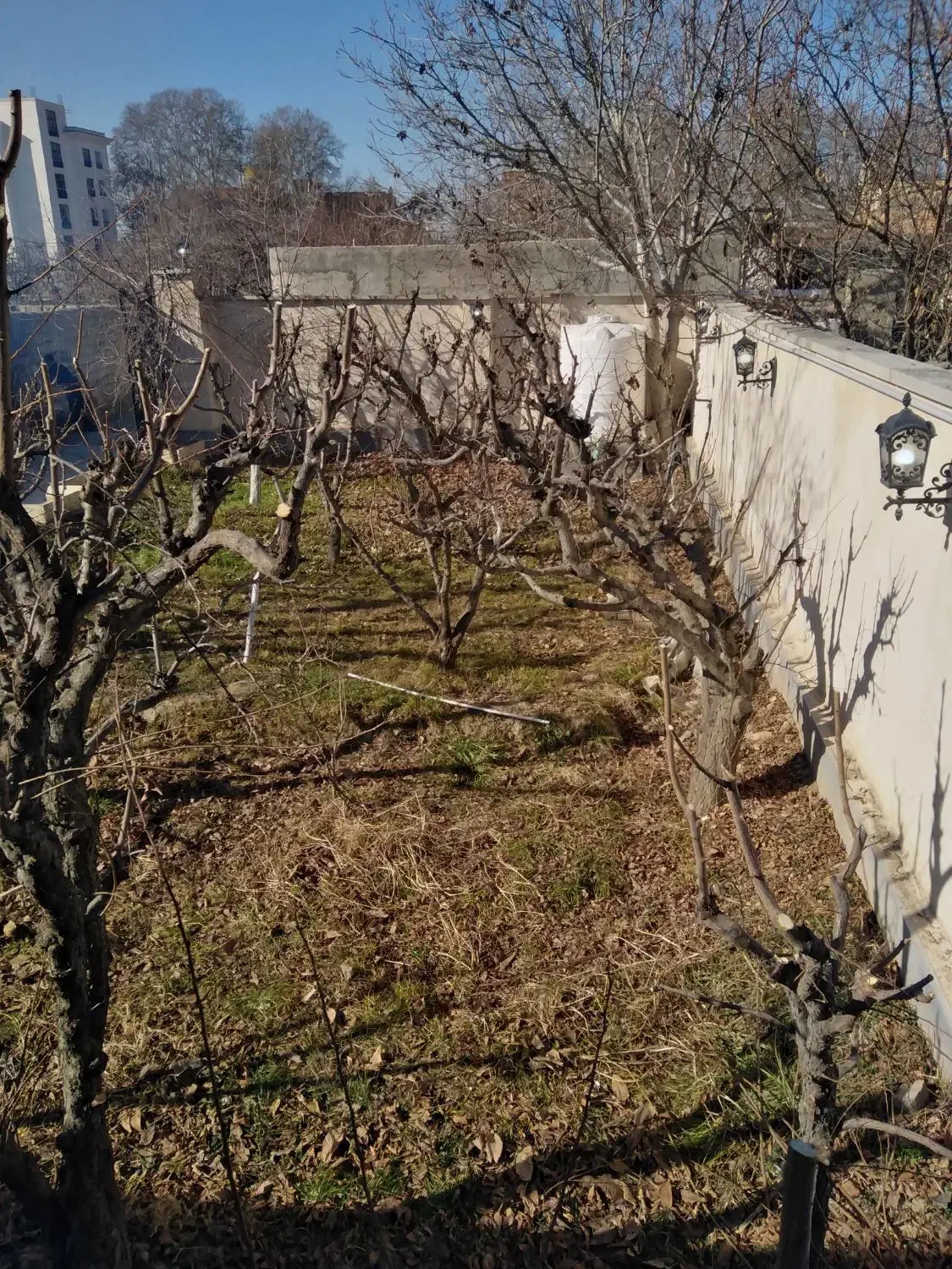 هرس کاری  سم پاشی بادستگاه بزرگ کوددهی شمشادزنی|خدمات باغبانی و درختکاری|کرج, کمال‌شهر|دیوار