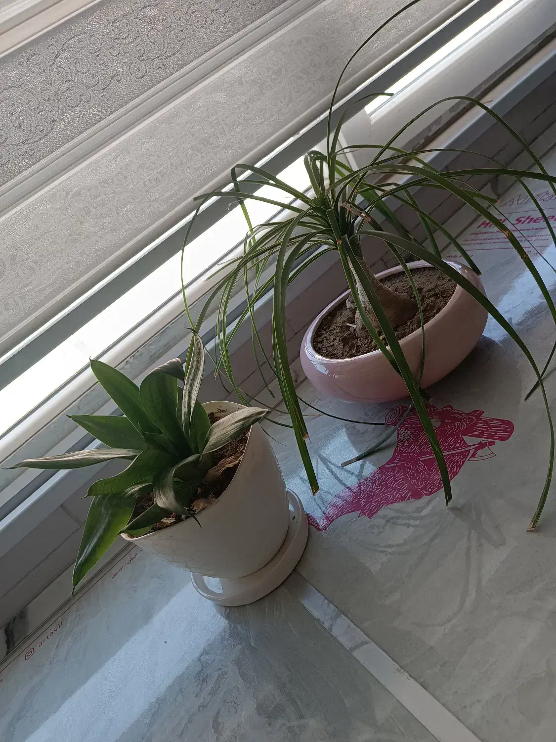 گل نخل لینداوگل سانسوریاسبزپایه کوتاه درحال رشد|گل و گیاه طبیعی|پردیس, فاز ۹|دیوار