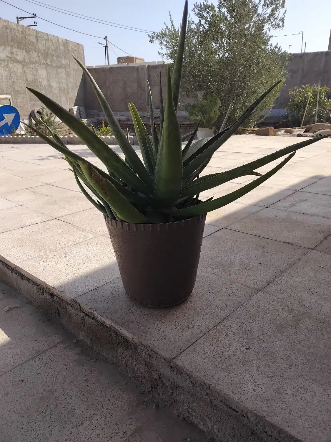 گل آلوورا سه ساله سرحال وشاداب|گل و گیاه طبیعی|کهن آباد, |دیوار