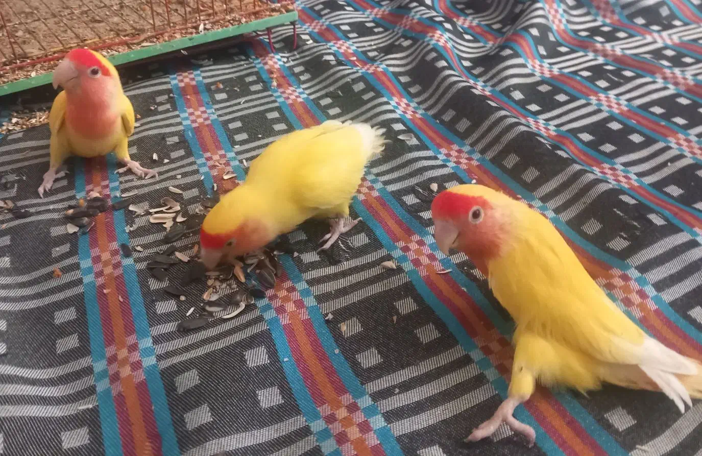 طوطی کوتوله|پرنده|اسفراین, |دیوار