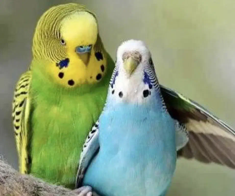 فروش فوری مرغ عشق|پرنده|کازرون, |دیوار