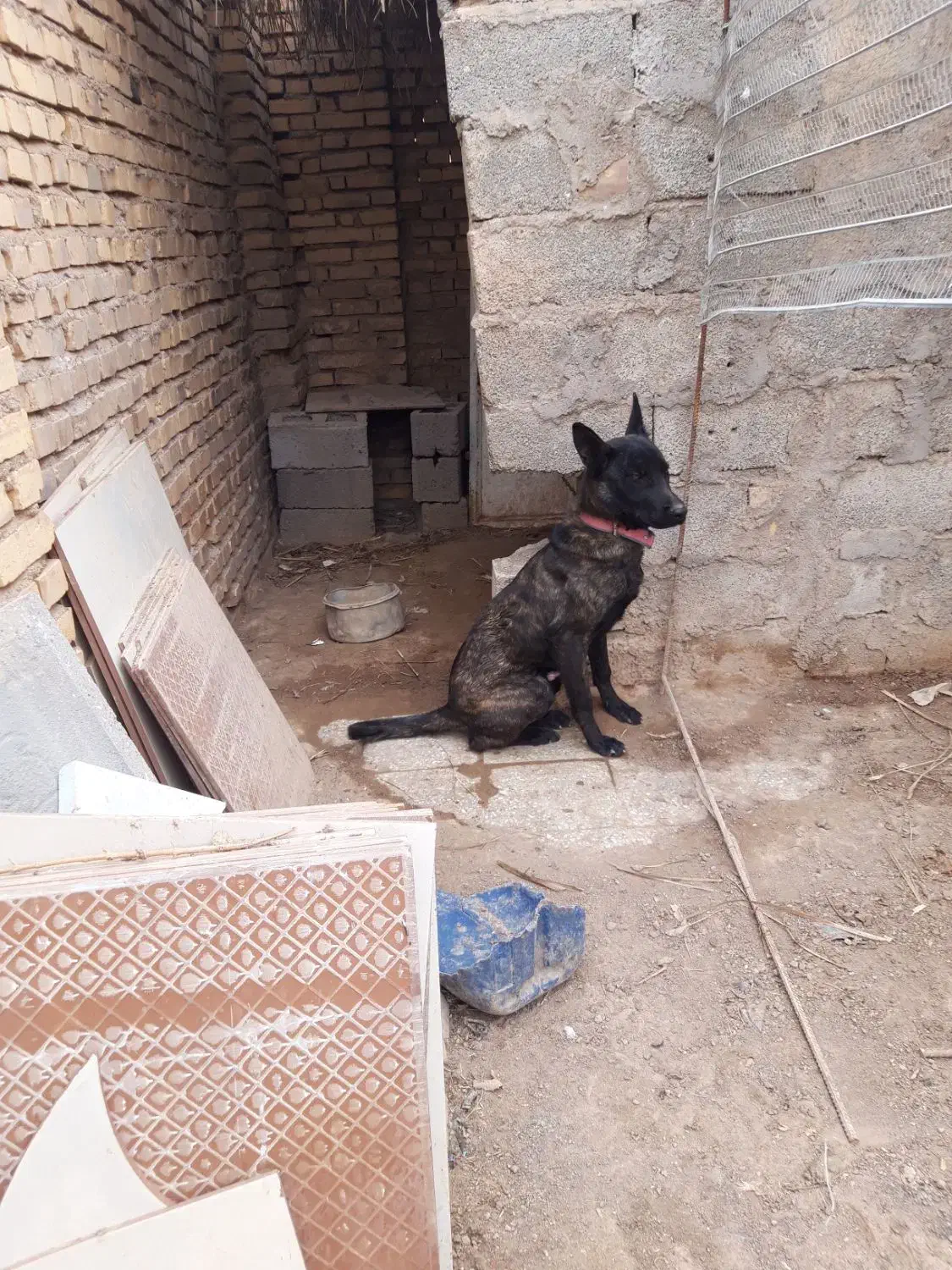 سگ مالینوز|سگ|رفسنجان, |دیوار