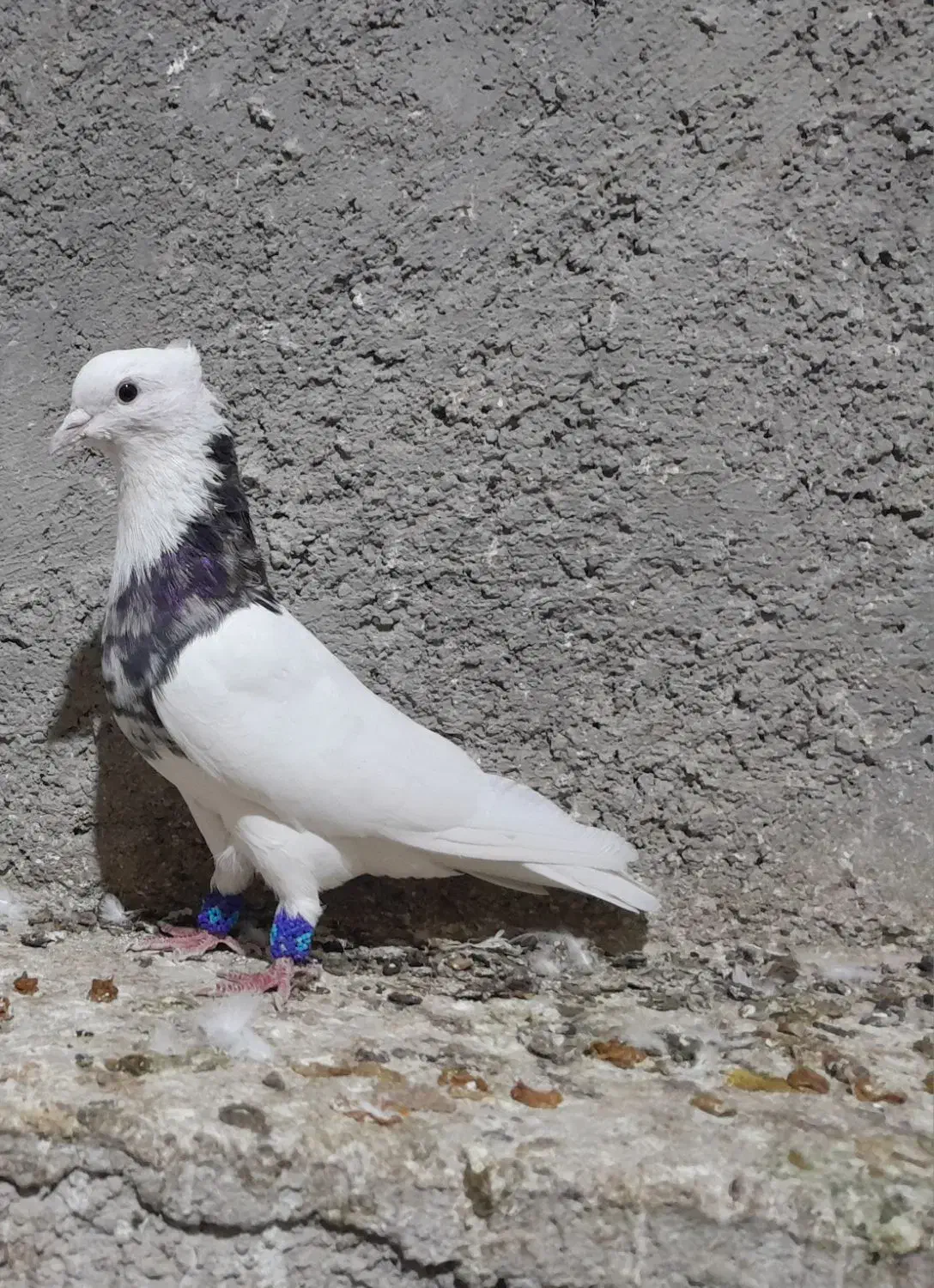 گمشده...مژدگانی فوری|پرنده|ایوان, |دیوار