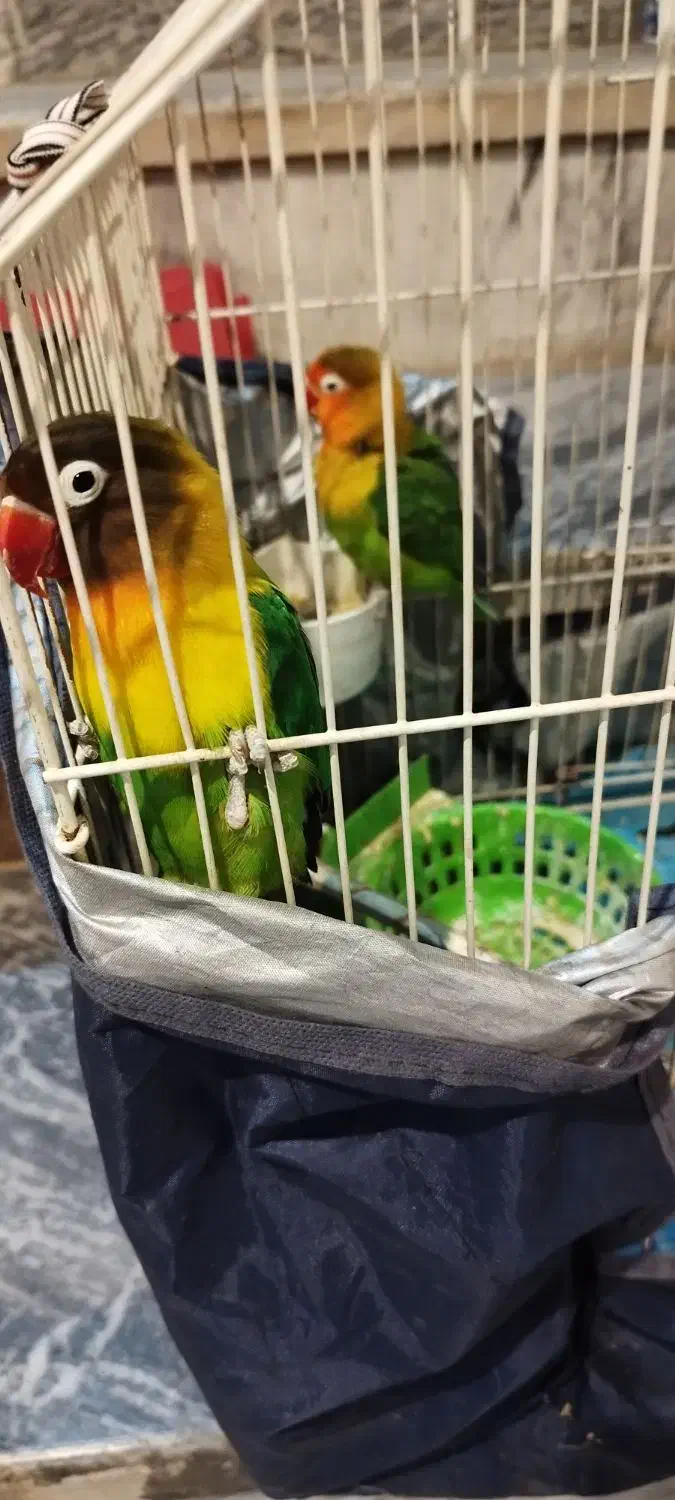 طوطی|پرنده|کوهدشت, |دیوار