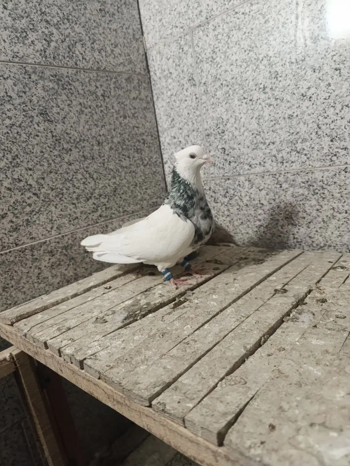 کبوتر طوقی الماسی|پرنده|بروجن, |دیوار