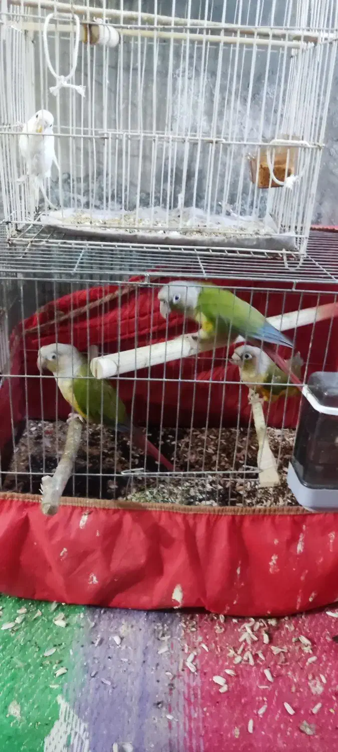 ....|لوازم جانبی حیوانات|سراوان, |دیوار