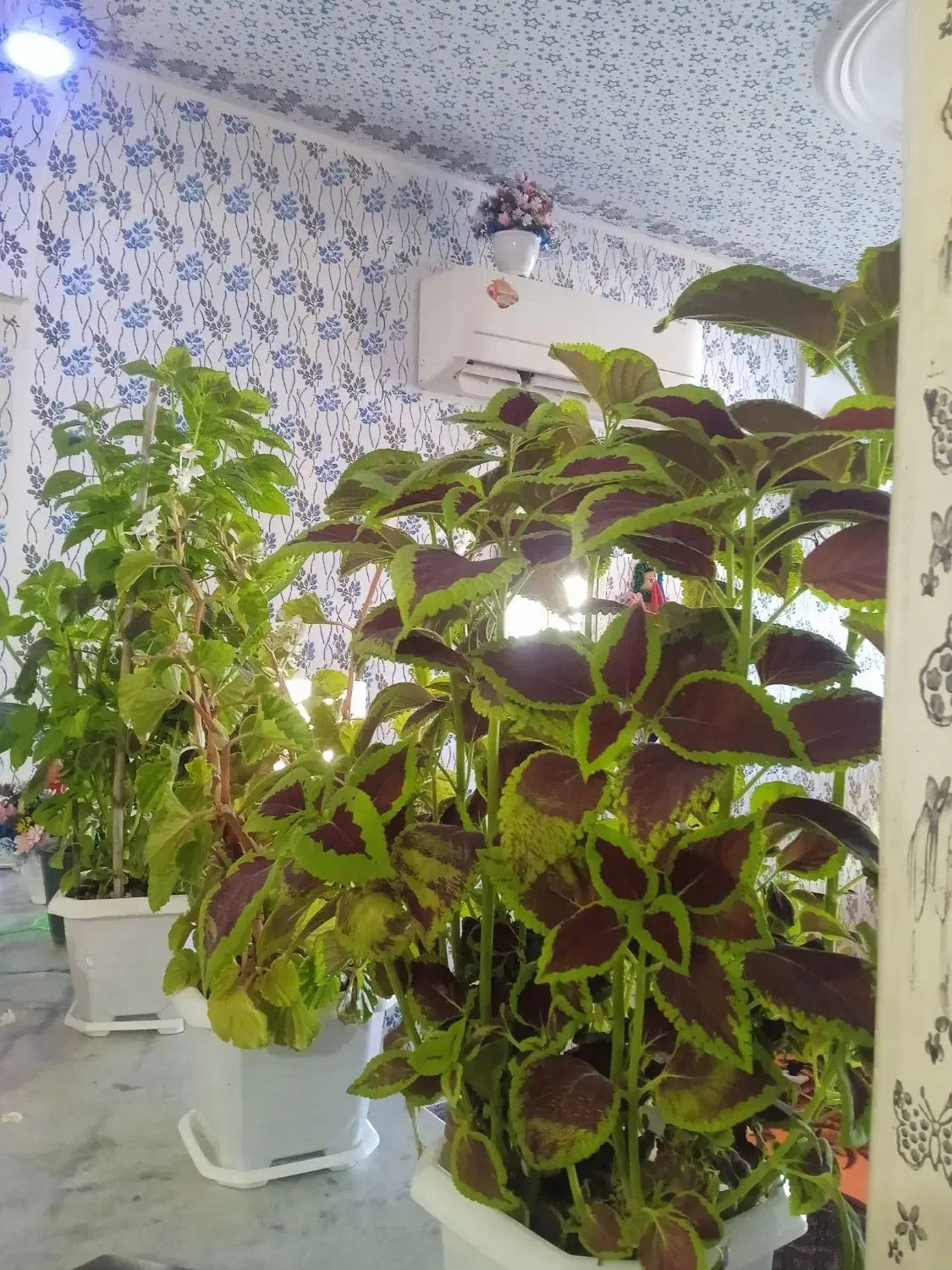 گل طبیعی چهار عدد|گل و گیاه طبیعی|دشت ذهاب, |دیوار