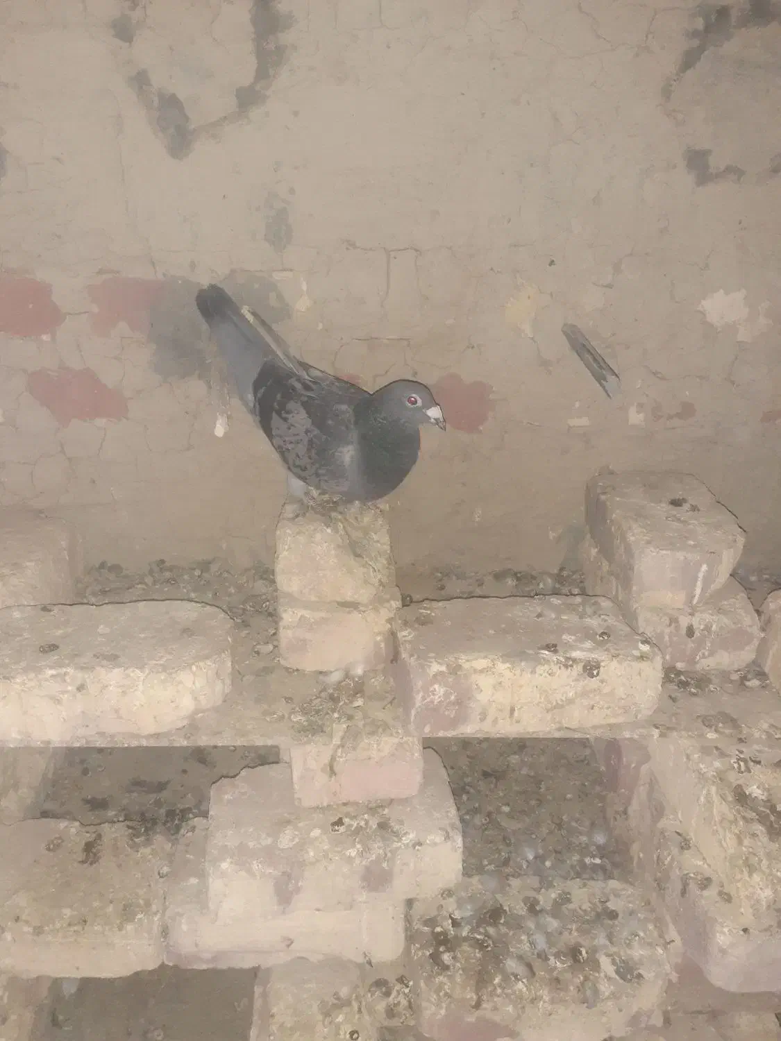 کبوتر مگس و مینا|پرنده|کرباسک, |دیوار