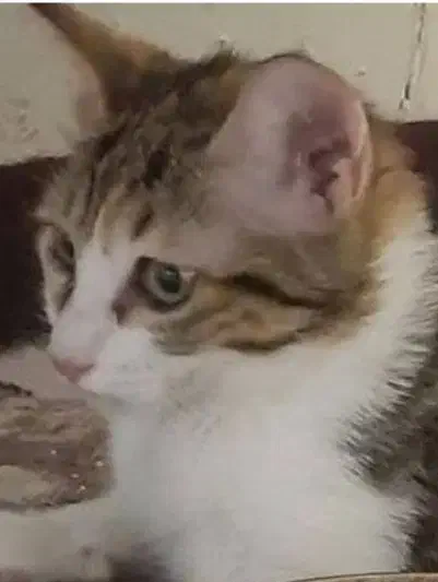 گربه ی دی اس اچ|گربه|رباط‌کریم, رباط‌کریم|دیوار