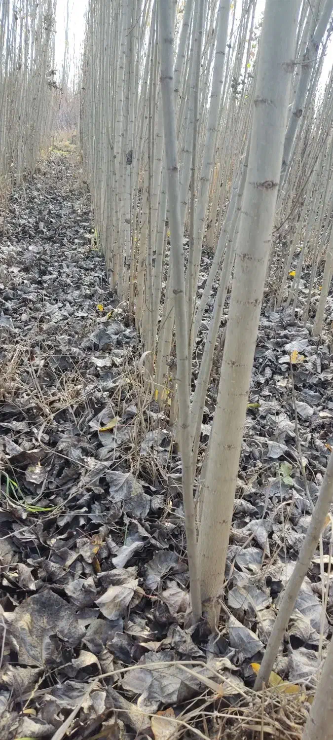 نهال صنوبر استاندارد نهالستانی آماده ارسال|خدمات باغبانی و درختکاری|آمل, |دیوار