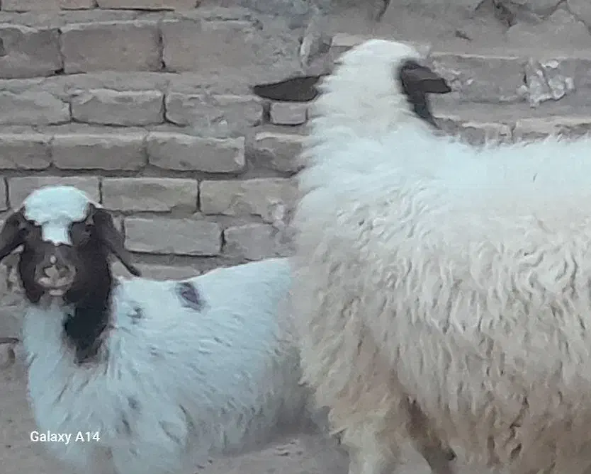 شیشک زائیده با بره ماده|حیوانات مزرعه|آران و بیدگل, |دیوار