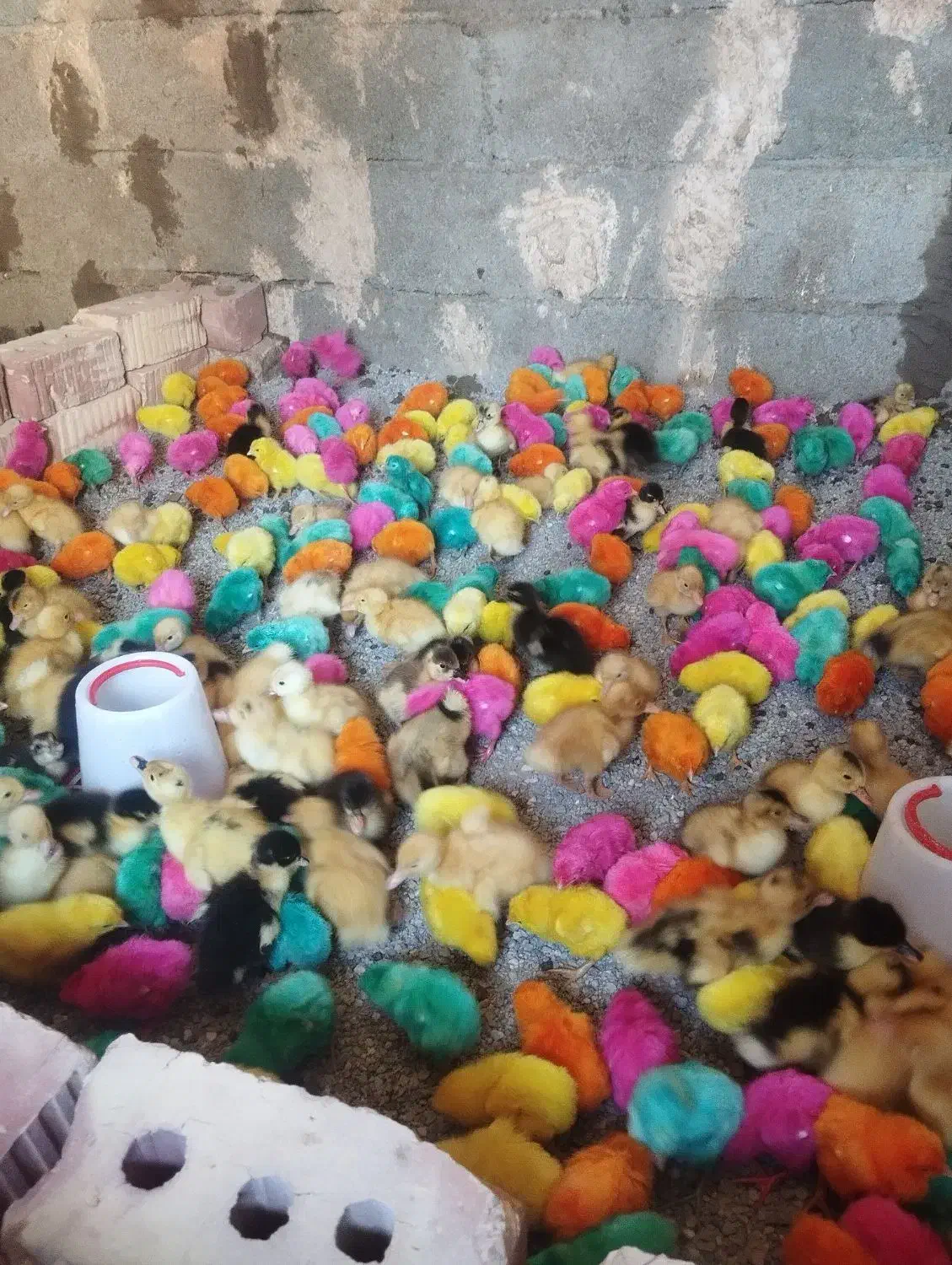 جوجه رنگی واردک و محلی|حیوانات مزرعه|ایرانشهر, |دیوار