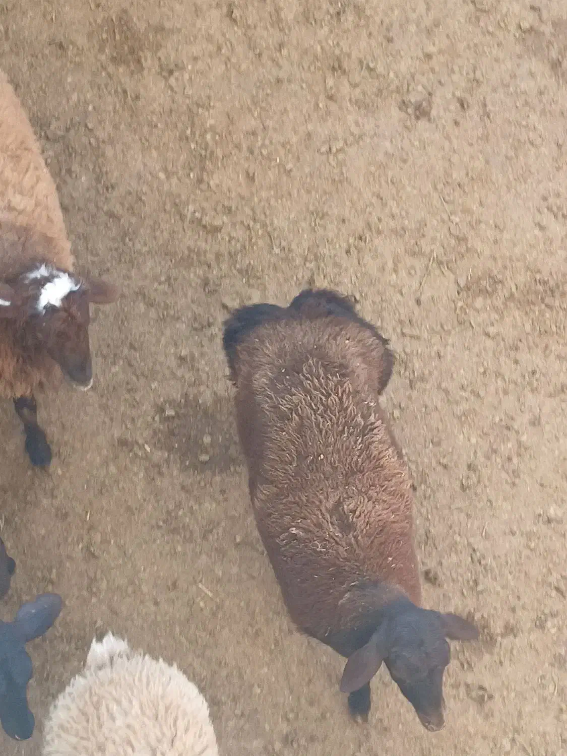 برده‌ماده‌آبستن|حیوانات مزرعه|بجنورد, |دیوار