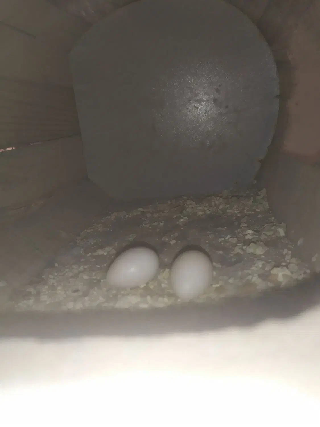 عروس هلندی آلبینو مولد و مرغ عشق نر|پرنده|چابهار, |دیوار