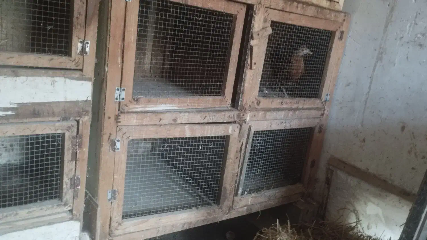 فروش جفت کن کبوتر|لوازم جانبی حیوانات|بابل, |دیوار