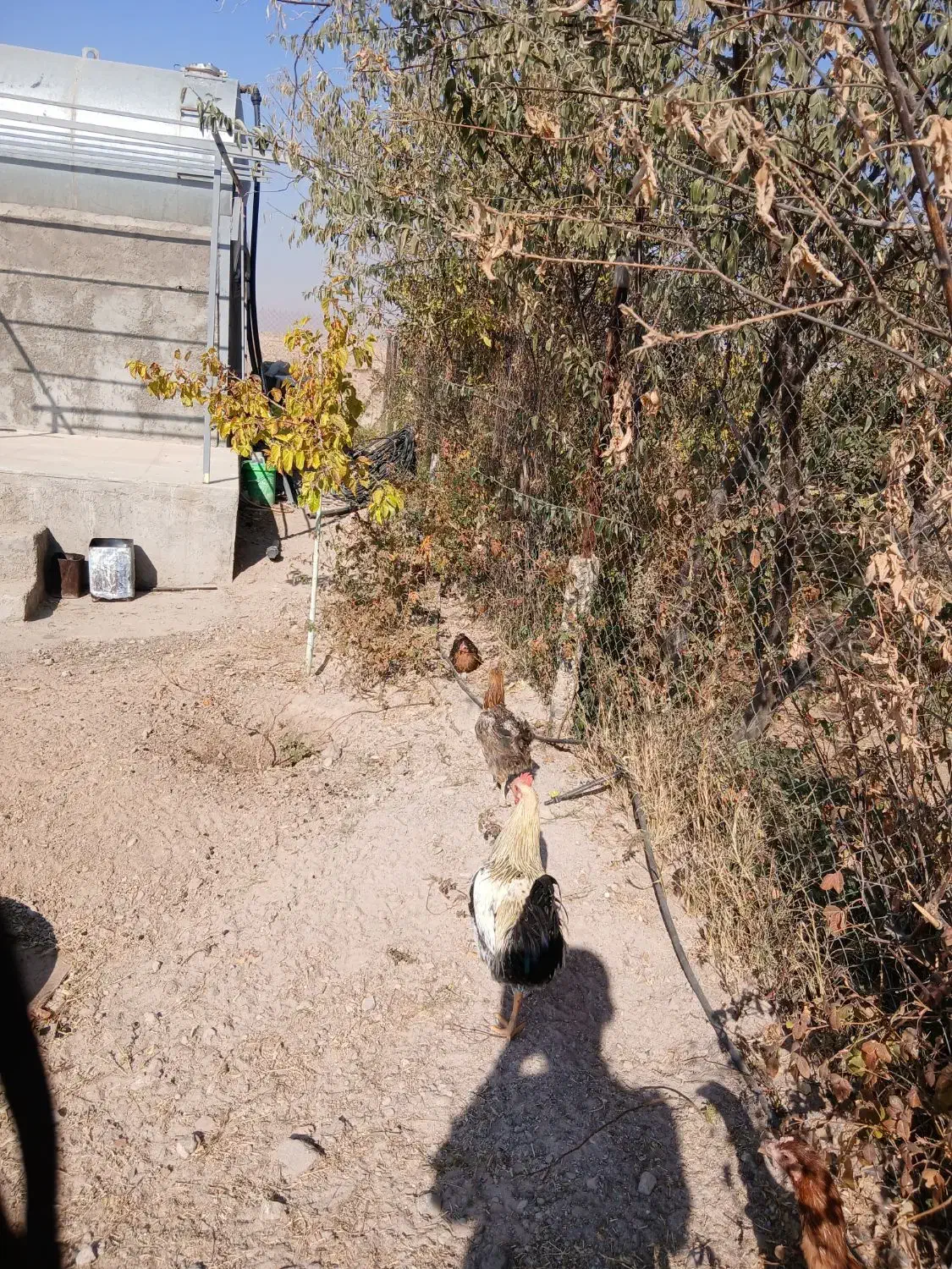 خروس|حیوانات مزرعه|محمدیه-قزوین, |دیوار