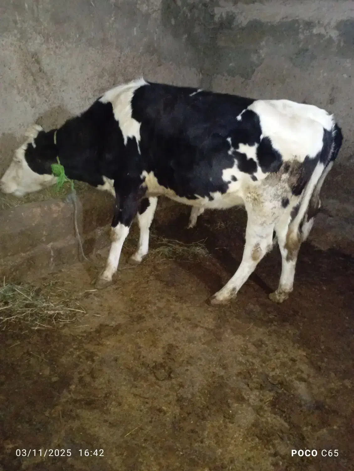 گاو آبستن|حیوانات مزرعه|تیکمه داش, |دیوار