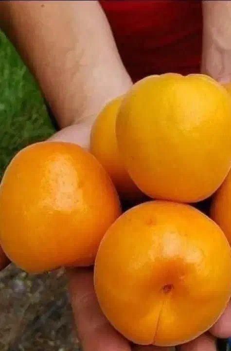 شروع پیش فروش نهال زردالو انبه ای|خدمات باغبانی و درختکاری|رزن, |دیوار