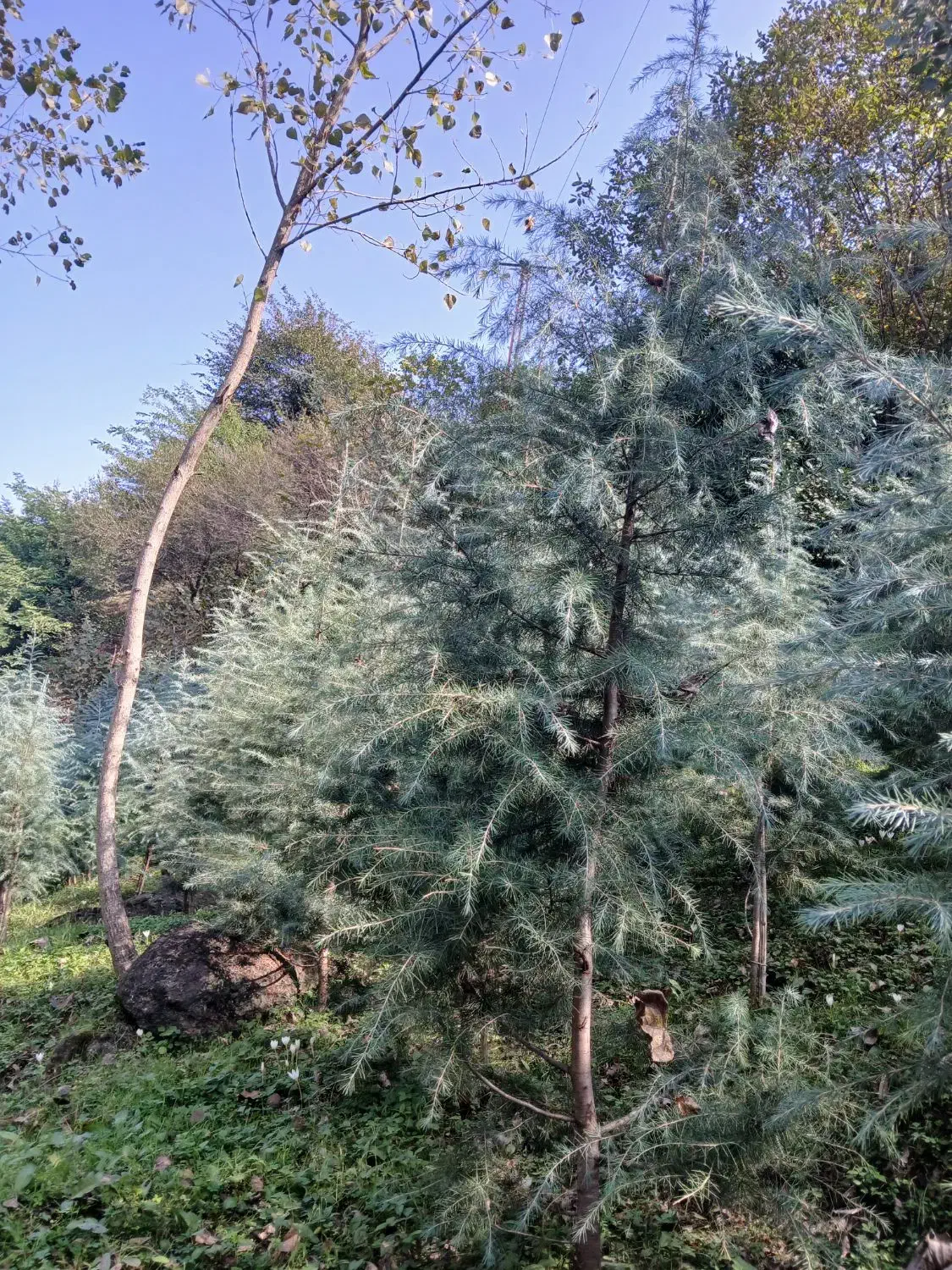 فروش نهال سدروس|گل و گیاه طبیعی|رحیمآباد, |دیوار