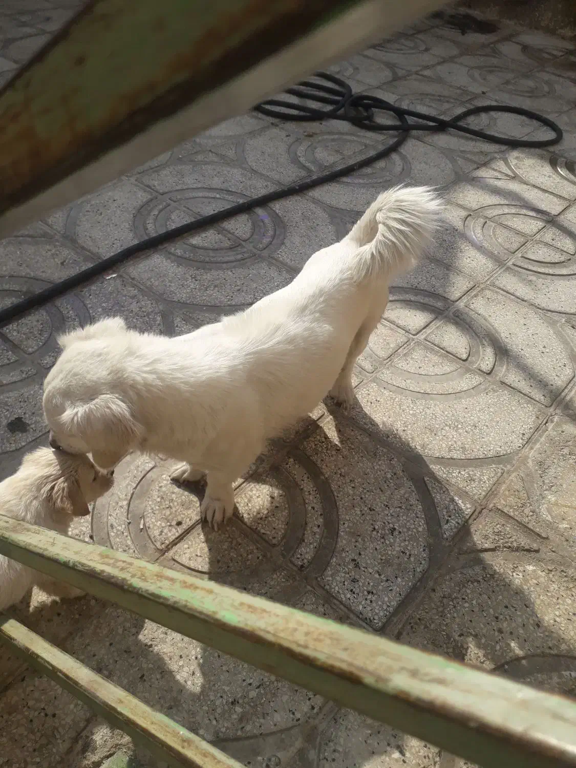 واگذاری سگ پاکوتا|سگ|شهریار, دهشاد بالا|دیوار