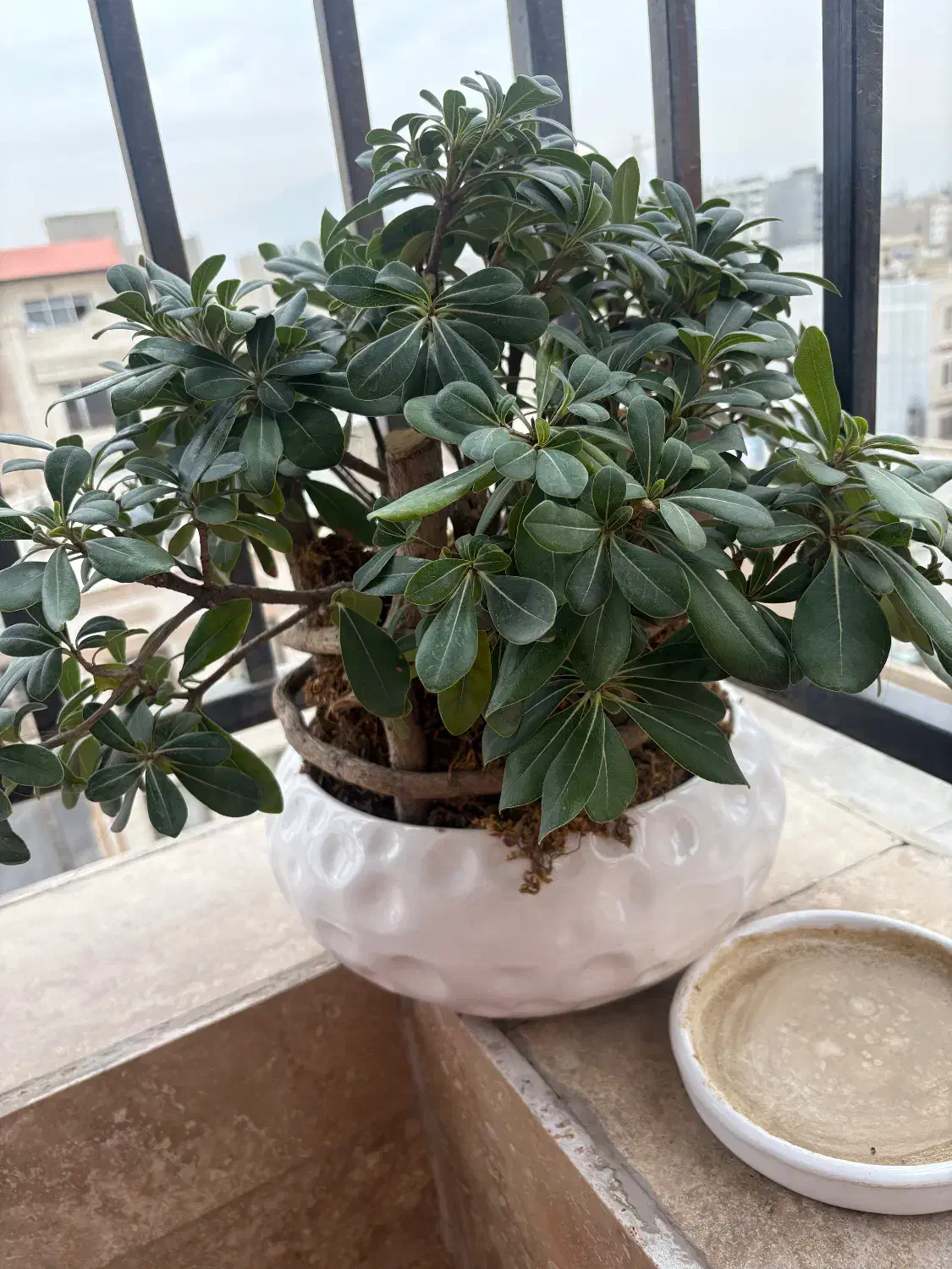 گل بنسای میخک هندی|گل و گیاه طبیعی|اندیشه, شهرک المهدی|دیوار