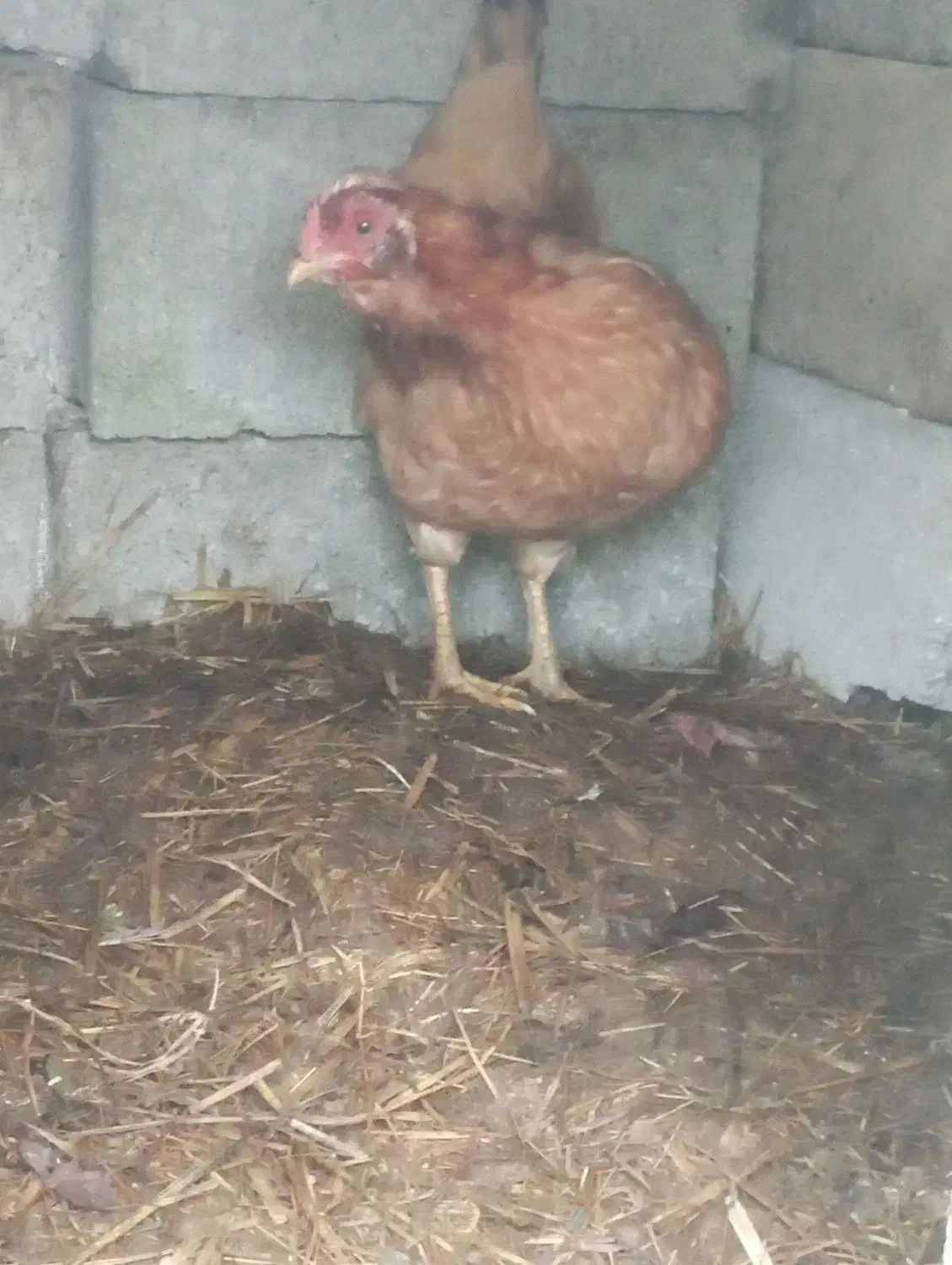 مرغ  کاکلی|حیوانات مزرعه|تالش, طولارود|دیوار