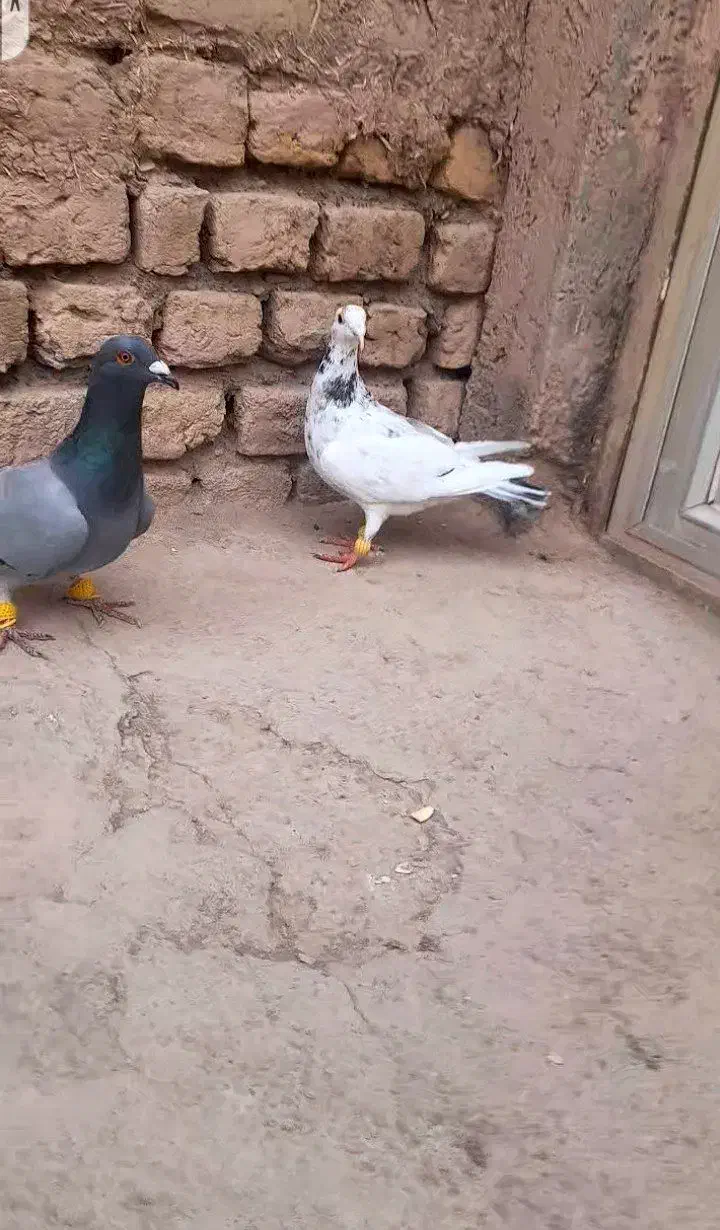 کبوتر|پرنده|دشتابی, |دیوار