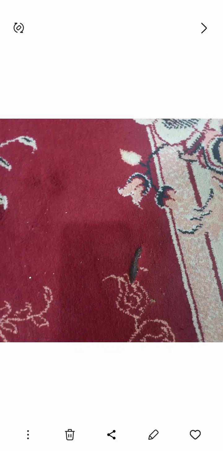 فرش ۱۲ متری. دست دوم‌ بدون پا‌رگی سالم درسپیدان‌|فرش|سپیدان, |دیوار