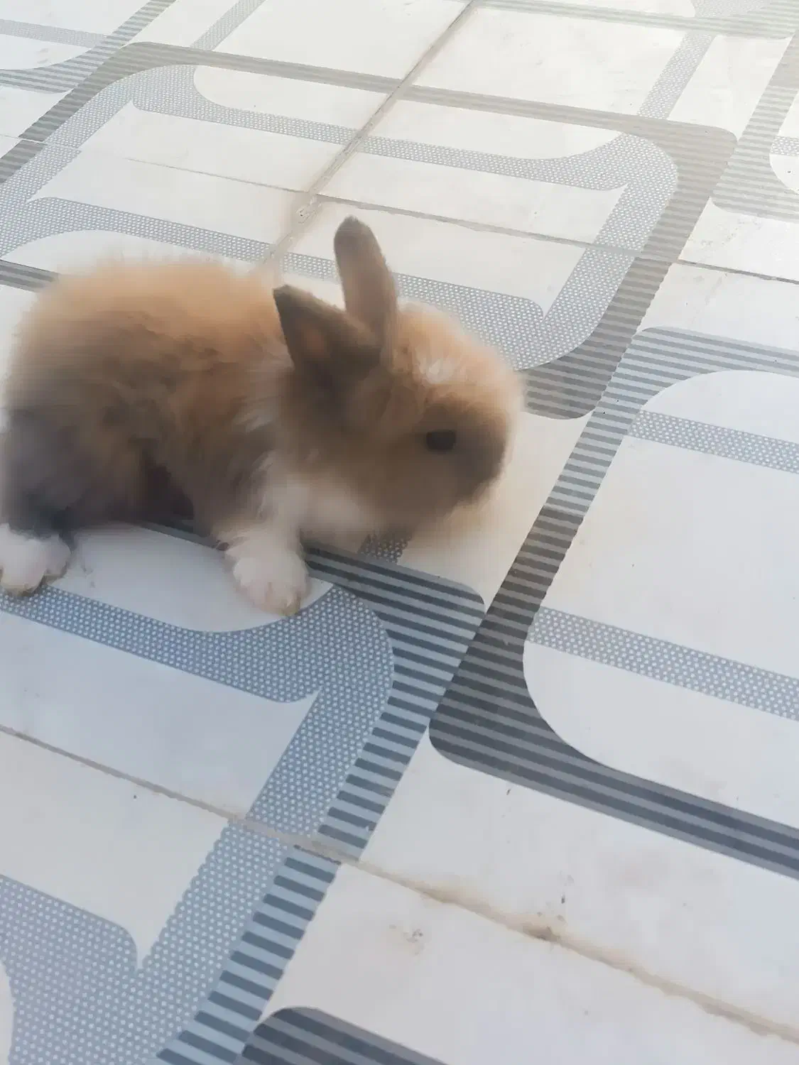 یک جفت خرگوش فانتزی|موش و خرگوش|کاشان, کارگر|دیوار