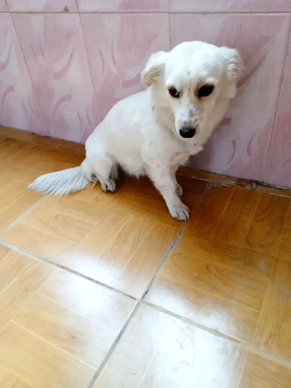 اسپیز|سگ|ملارد, |دیوار