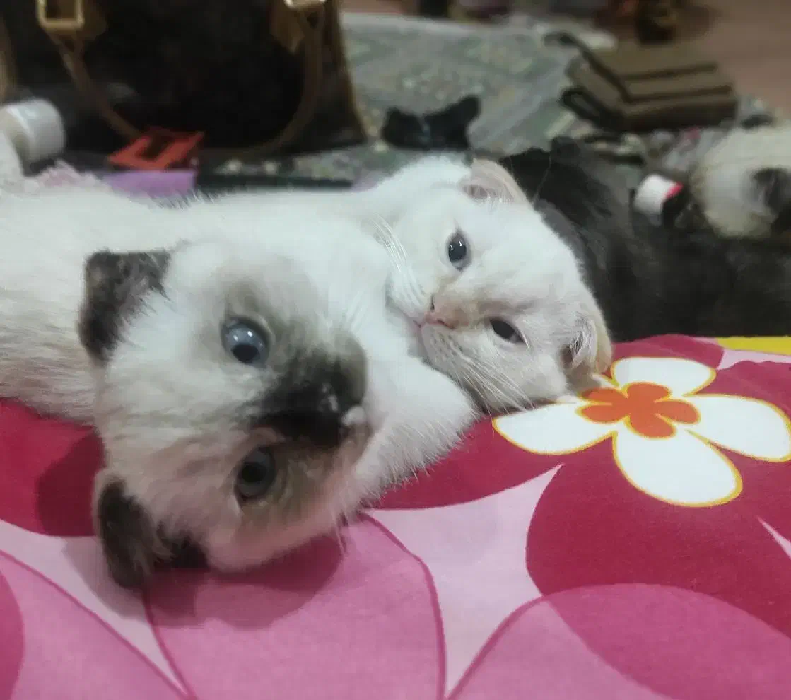 گربه اسکاتیش هیمالین|گربه|تبریز, |دیوار