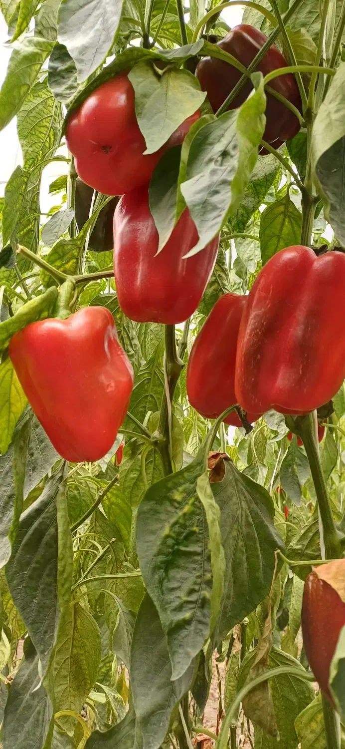 کارگر افغانستانی باانجام کارهای روز مزدی وکنترات|خدمات پیشه و مهارت|فلاورجان, |دیوار