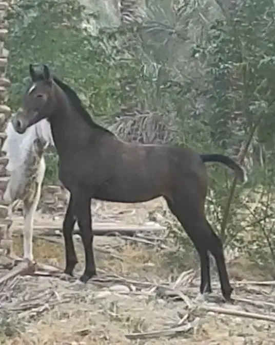 اسب مادیون|اسب و تجهیزات اسب‌سواری|بوشهر, |دیوار