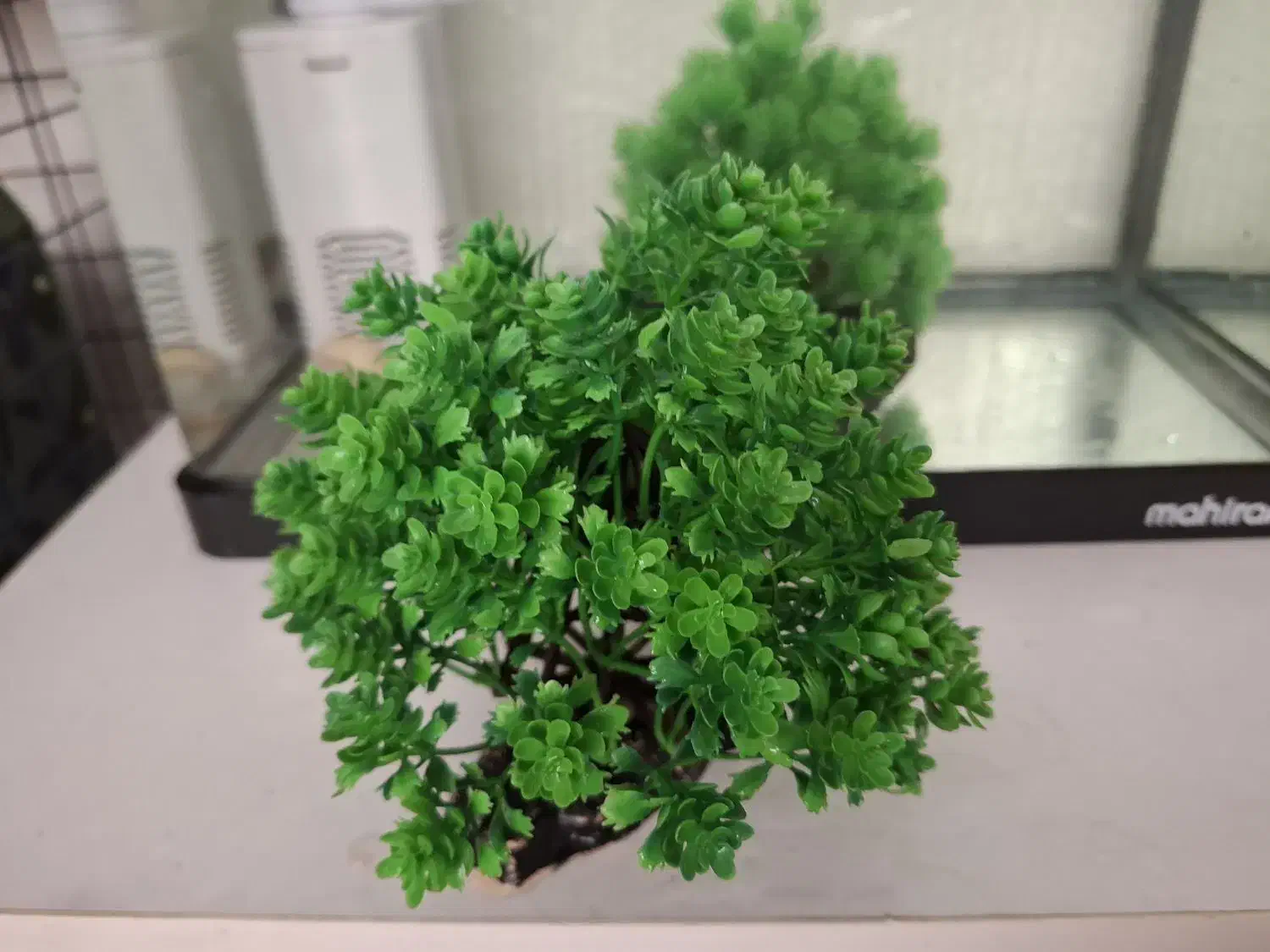 اکواریوم و لوازم|ماهی|اصفهان, رکن الدوله شرقی|دیوار