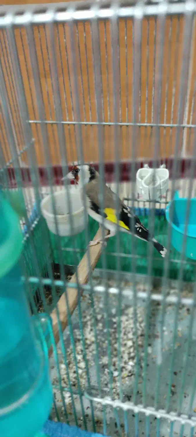 پرنده نر|پرنده|کوهدشت, |دیوار