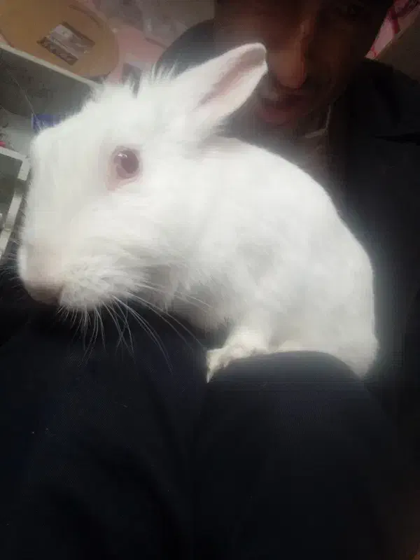 خرگوش. ازمایشگاهی.معاوضه با مرغ عشق یا طوطی.|موش و خرگوش|تبریز, |دیوار