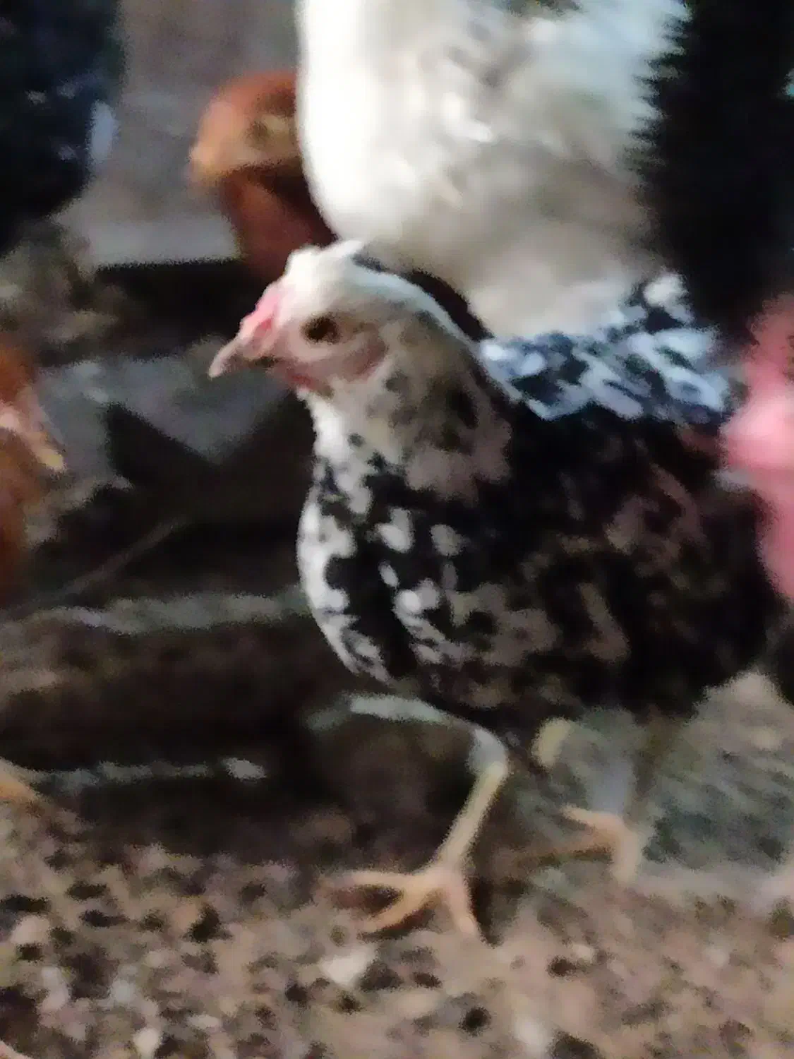 مرغ گلین|حیوانات مزرعه|آسارا, |دیوار