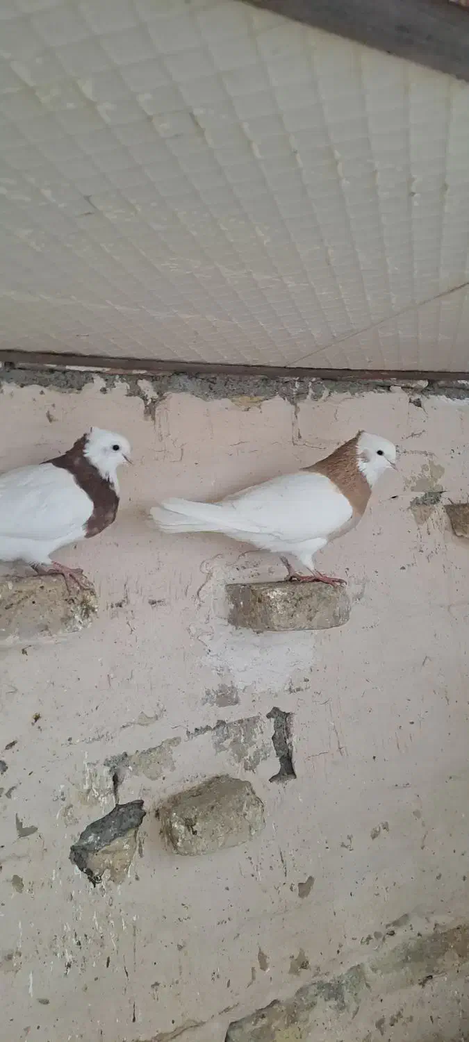 کفتر طوقی|پرنده|مشهد, هفده شهریور|دیوار