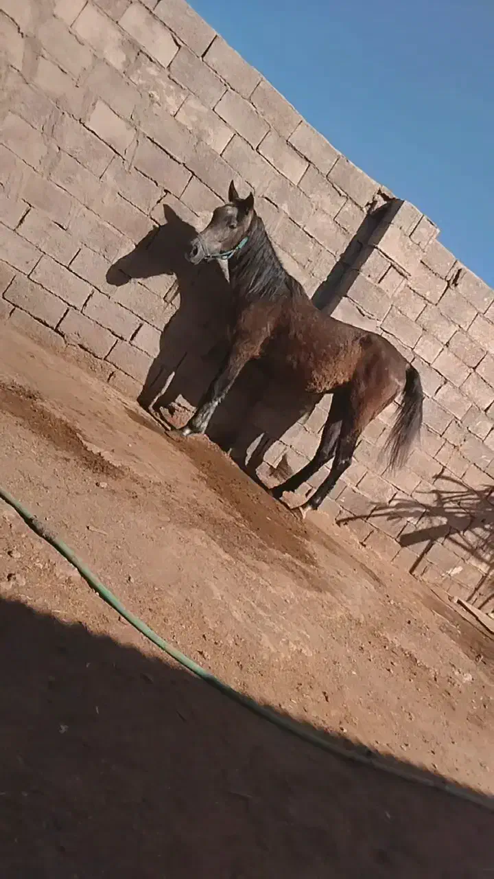اسب مادیون|اسب و تجهیزات اسبسواری|رفسنجان, |دیوار
