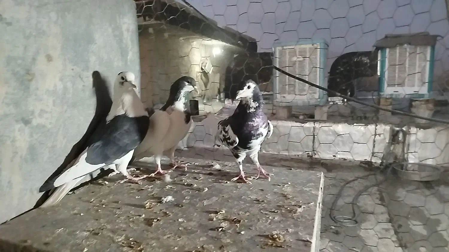 کفتر شهری و پشتی|پرنده|شیراز, کوشک میدان|دیوار