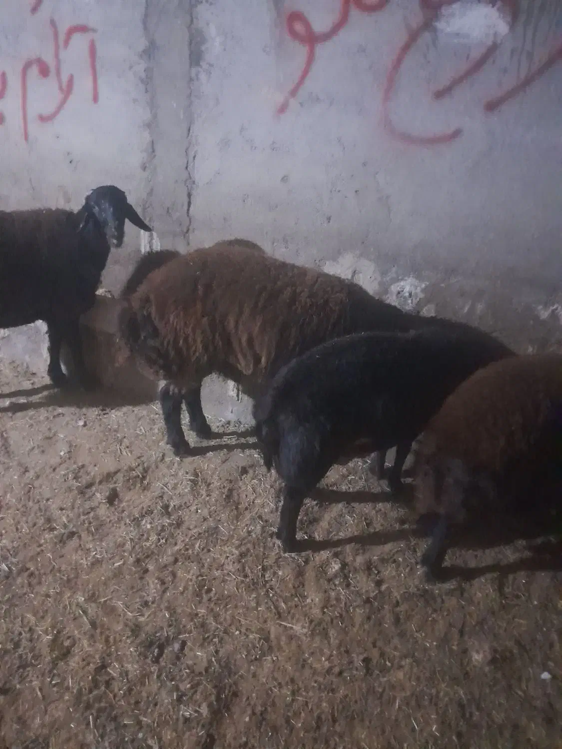 نر بره افشار|حیوانات مزرعه|مهدی شهر, |دیوار