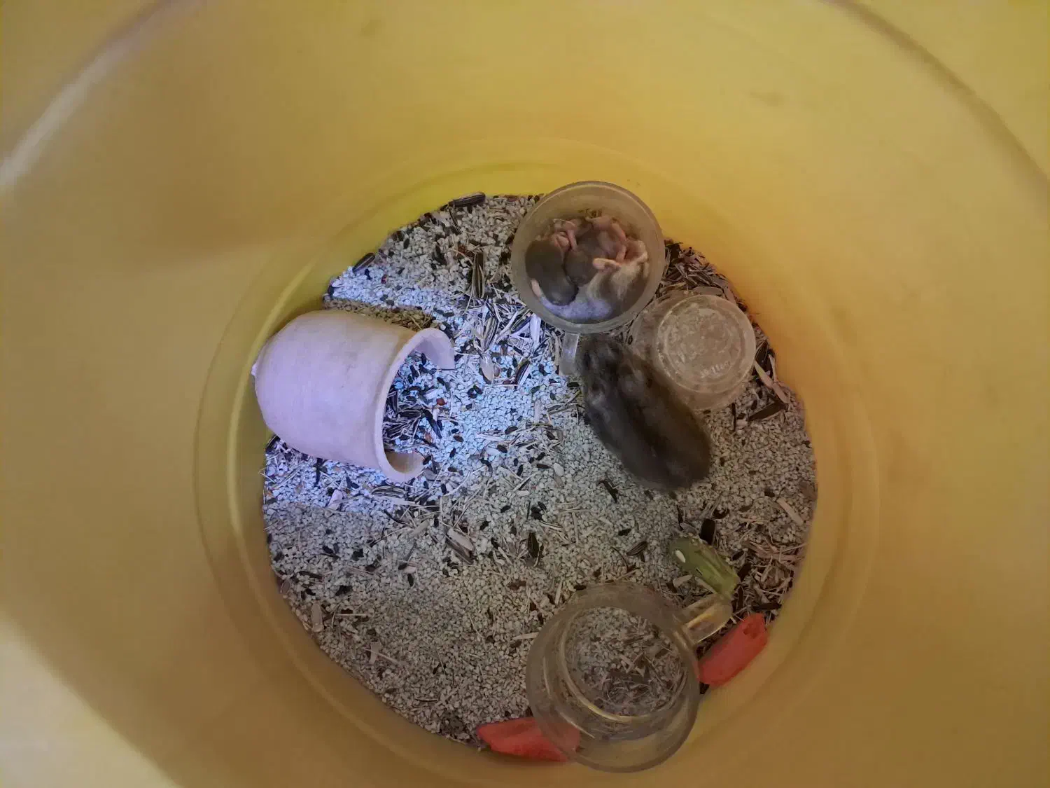 همستر|موش و خرگوش|قم, شهدا|دیوار