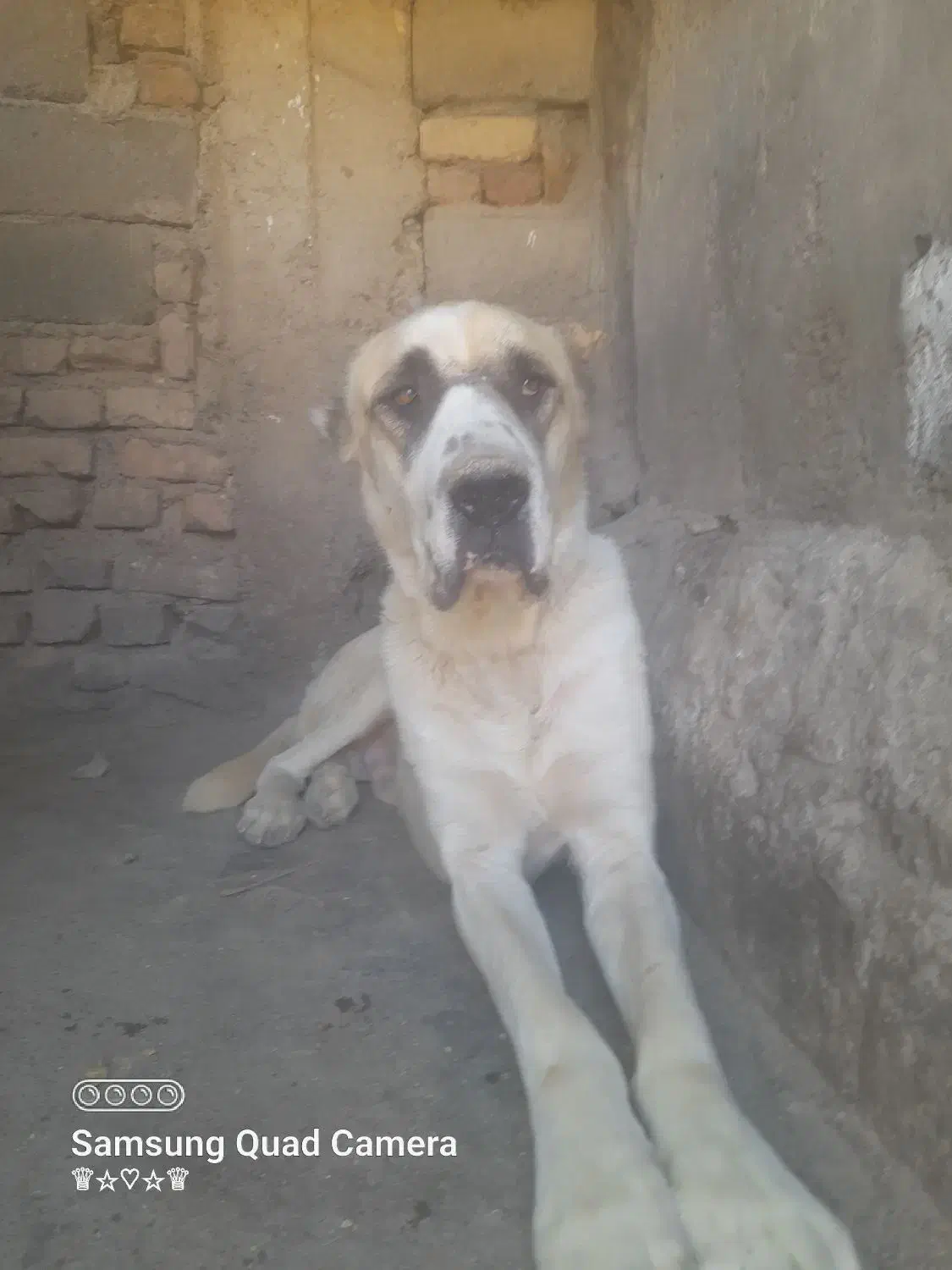 سگ افغان|سگ|بم, |دیوار