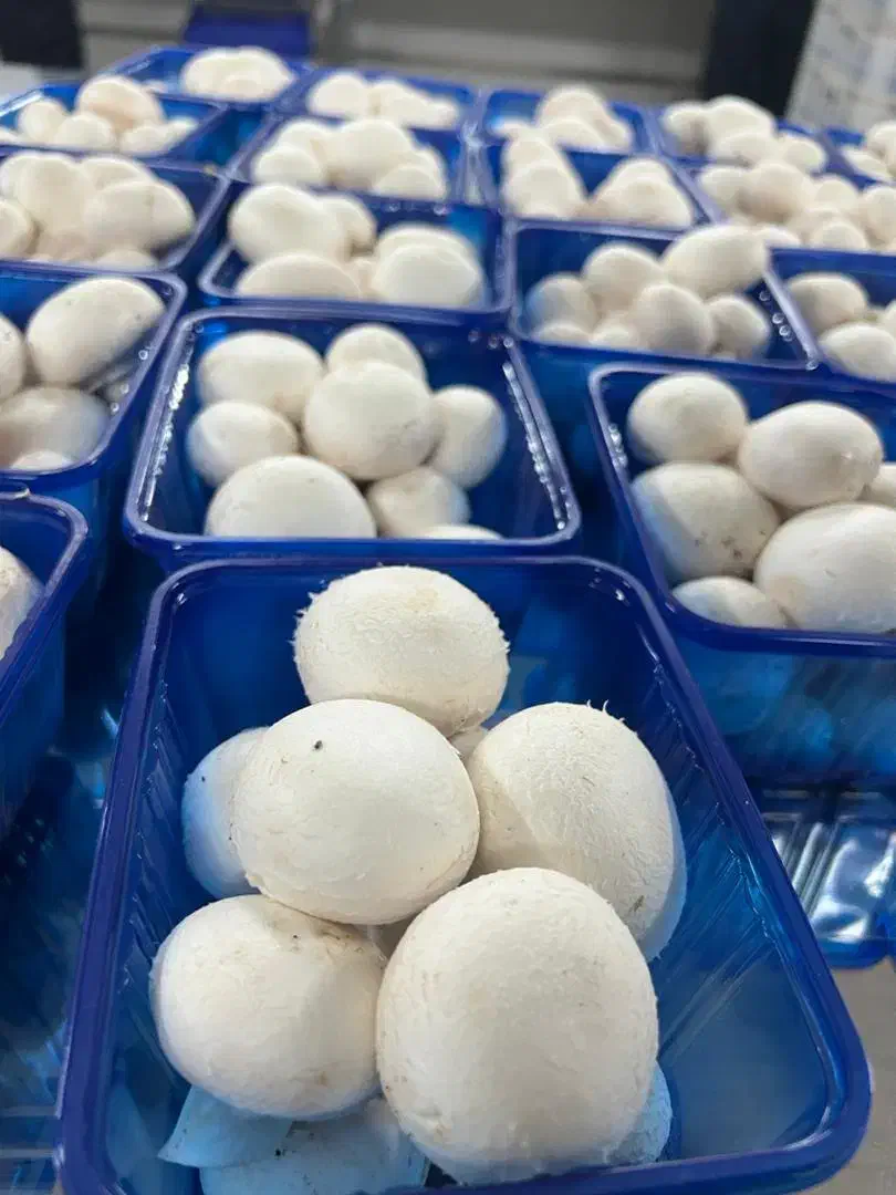 قارچ|عمده‌فروشی|تهران, چیتگر جنوبی|دیوار