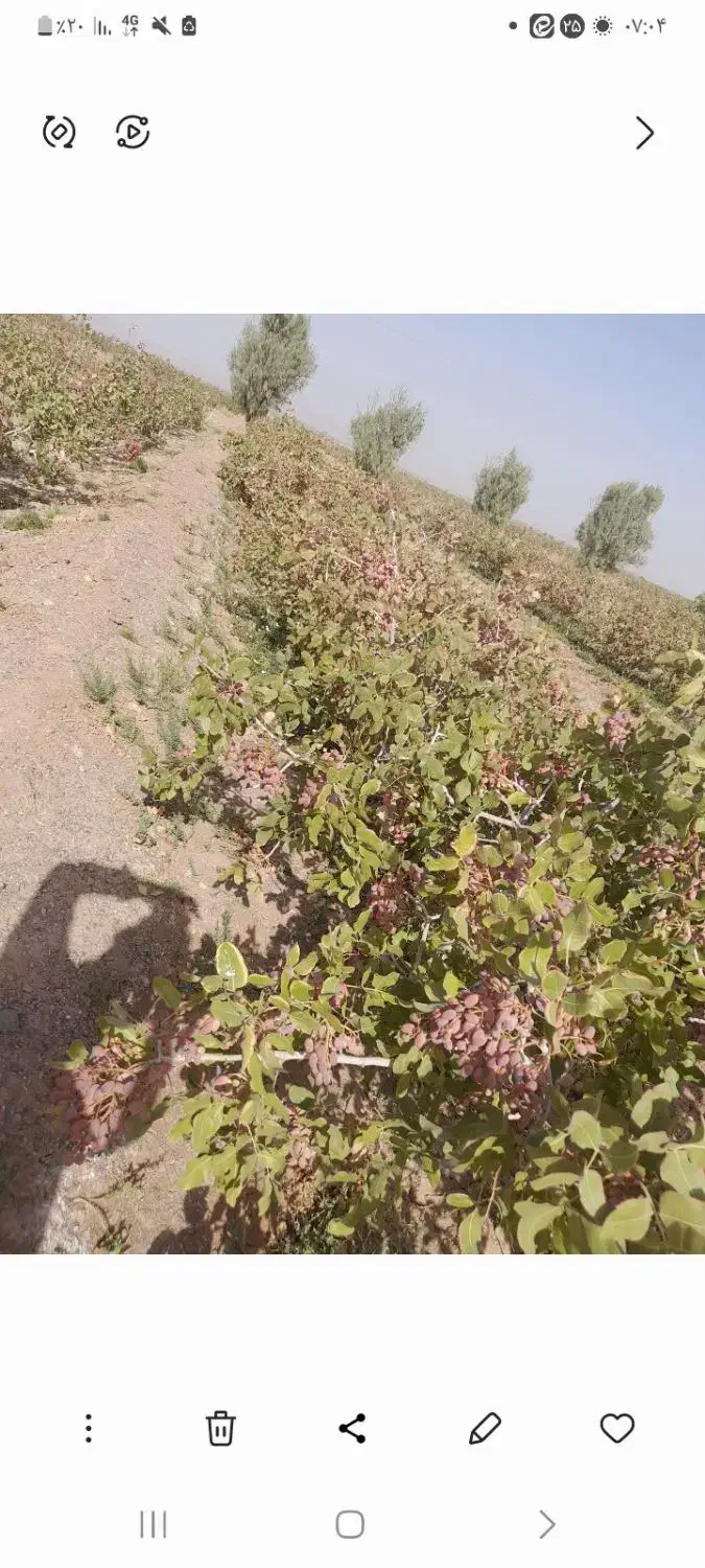 یک ساعت ونیم آب به همراه ۳۵۰ درخت پسته|فروش دفتر صنعتی، کشاورزی، تجاری|فردوس (خراسان), |دیوار