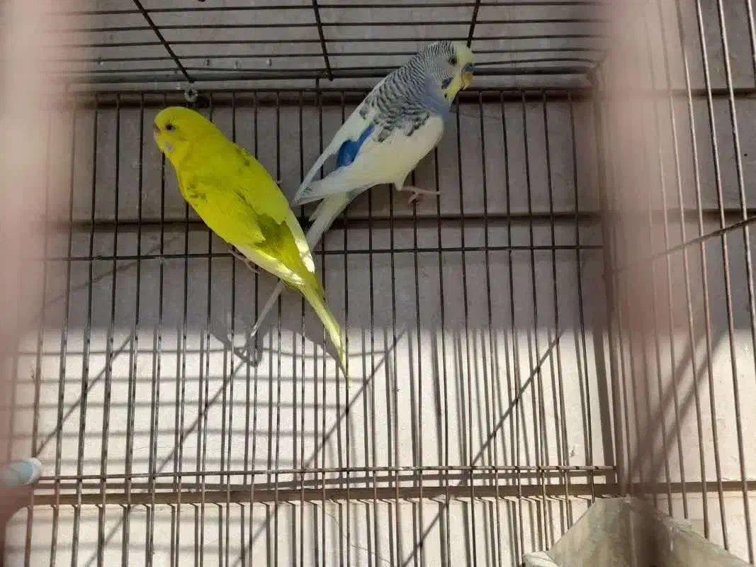 مرغ عشق|پرنده|شیراز, درکی|دیوار