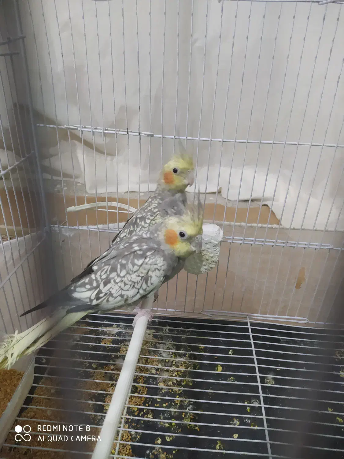 عروس هلندی|پرنده|شیروان (خراسان), |دیوار