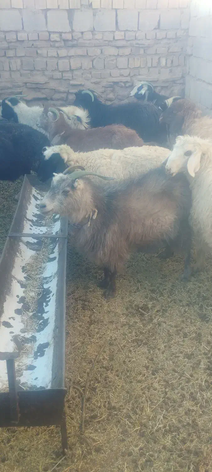 بز جوان ابستن|حیوانات مزرعه|سده (خراسان جنوبی), |دیوار