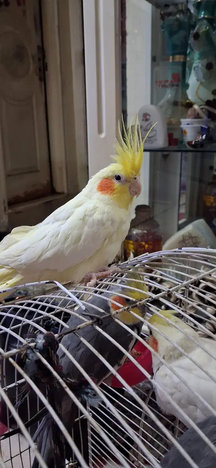 عروس هلندی|پرنده|ری, سیزده آبان|دیوار