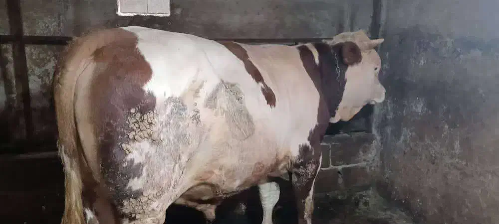 گاو گوساله جوانه نر تخمی و پرواری سیمینتال|حیوانات مزرعه|چمستان, |دیوار